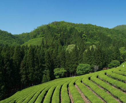 The Amazing Benefits of Tea Tree Oil
